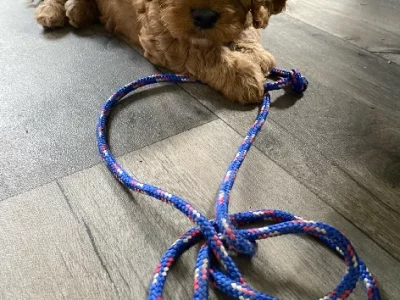 Cavoodle – Manjimup