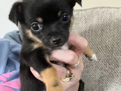 Chihuahua – Bathurst