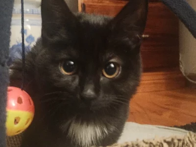 Domestic Short Hair (DSH) – Hallett Cove