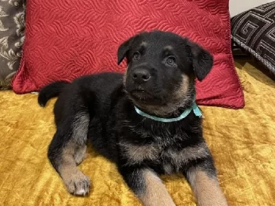 German Shepherd – Springvale