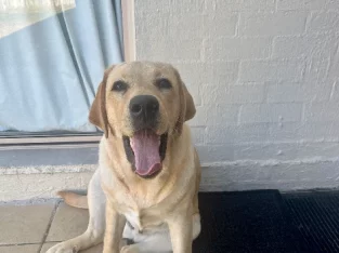 Golden Retriever labarador