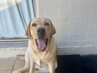 Golden Retriever labarador