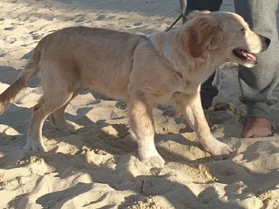 Goldern retreiver male pup