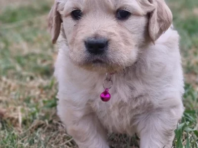 Gorgeous purebred Golden Retriever puppies.