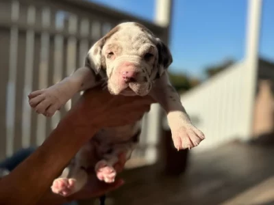 Other Dogs – Keiraville