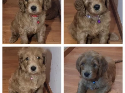 Groodle – Narre Warren South