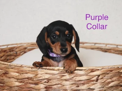 Miniature Dachshund – Nowra