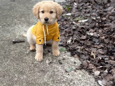 Selling Golden Retriever Puppy