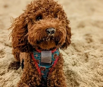 Toy Poodle – Ashgrove