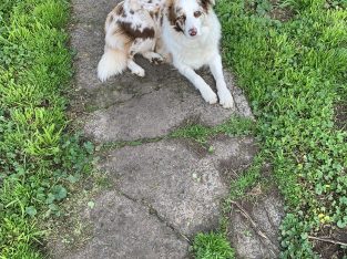 Border Collie – Brighton