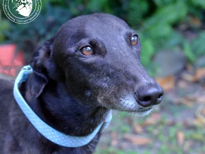 Greyhound – Cairns