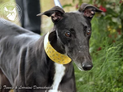 Greyhound – Cairns