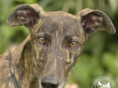 Greyhound – Cairns