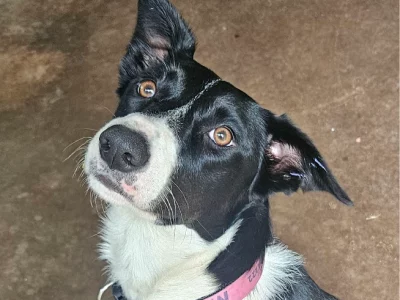 Border Collie – Cairns