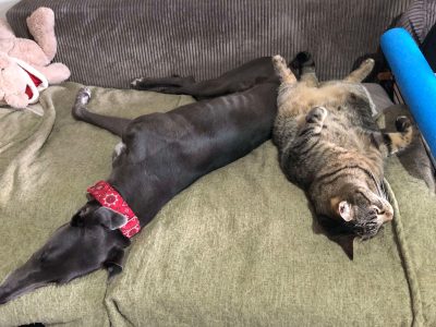 Greyhound – Cairns