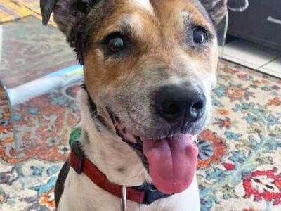 Australian Cattle Dog – Cairns