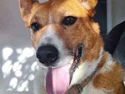 Australian Kelpie – Cairns