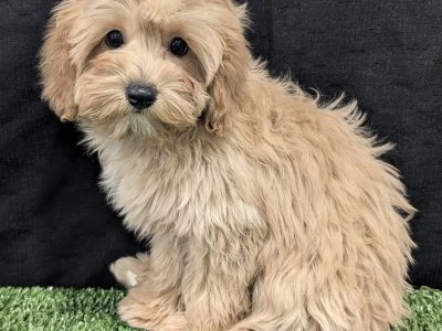 Cavoodle – Glenhaven