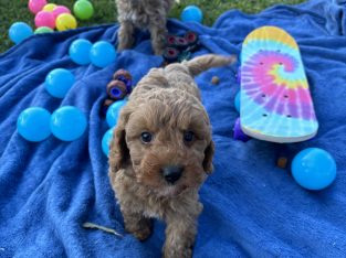 Cavoodle – Glenhaven
