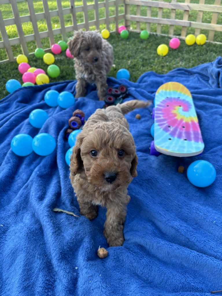 Cavoodle Glenhaven PetsForHomes