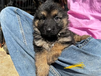 German Shepherd – Lovely Banks
