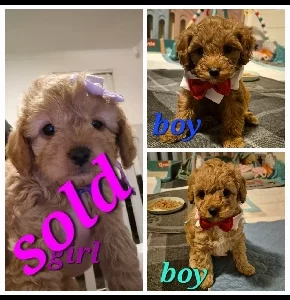 Cavoodle – Shelley Stephens