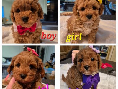 Cavoodle – Adelaide