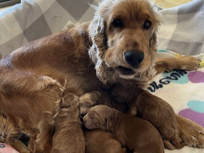 Spoodle – Cathy Welsh