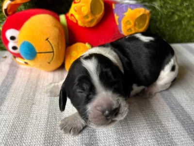 Cocker Spaniel – Tatura