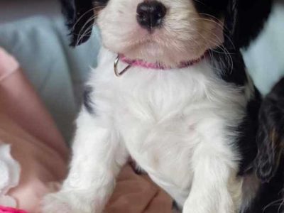 Cavalier King Charles Spaniel – Beaudesert