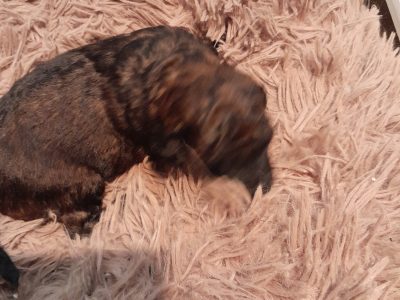 Poodle Mini – Dulwich