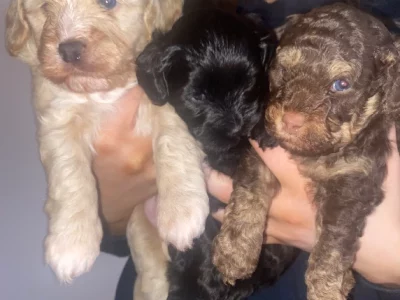 Moodle – Frankston South