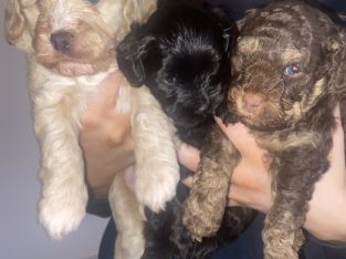 Moodle – Frankston South