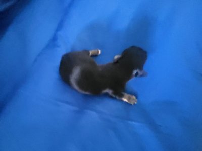 Chihuahua – Mount Larcom