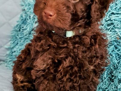 Toy Poodle – Frankston