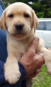 Labrador Retriever – Geelong