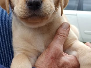 Labrador Retriever – Geelong