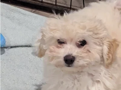 Bichoodle – Smythes Creek