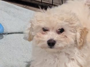 Bichoodle – Smythes Creek