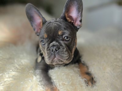 French Bulldog – Bellbowrie
