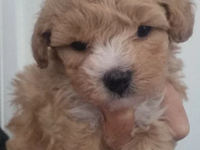 Moodle – Northmead