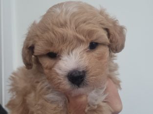 Moodle – Northmead