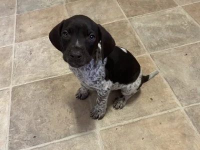 German Shorthaired Pointer – Wyee