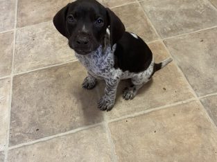 German Shorthaired Pointer – Wyee