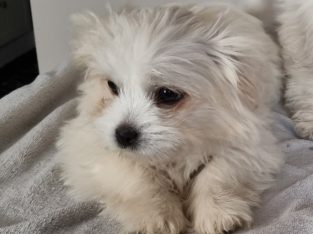 Other Dogs – Baddaginnie