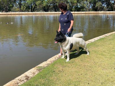 Akita – Herne Hill