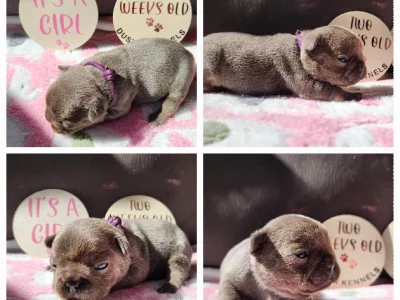 French Bulldog – Bossley Park