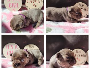 French Bulldog – Bossley Park