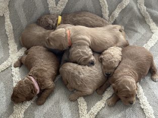 Groodle – Inverloch