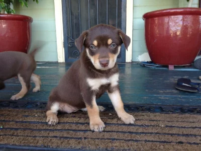 Australian Kelpie – Lilydale